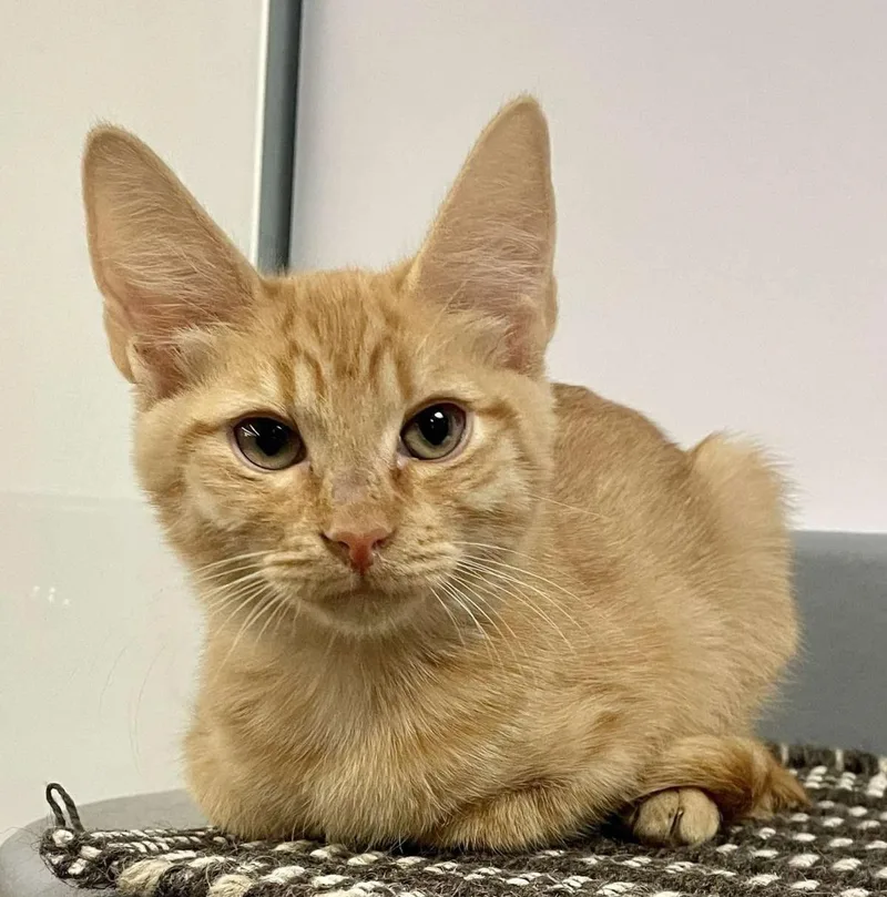 A baby medium-sized male Orange / Red Domestic Short Hair cat named Cirrho Tomento for adoption in Chandler, AZ