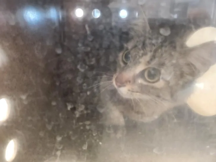 A young medium-sized female Domestic Short Hair cat named Parvati for adoption in Santa Fe, NM