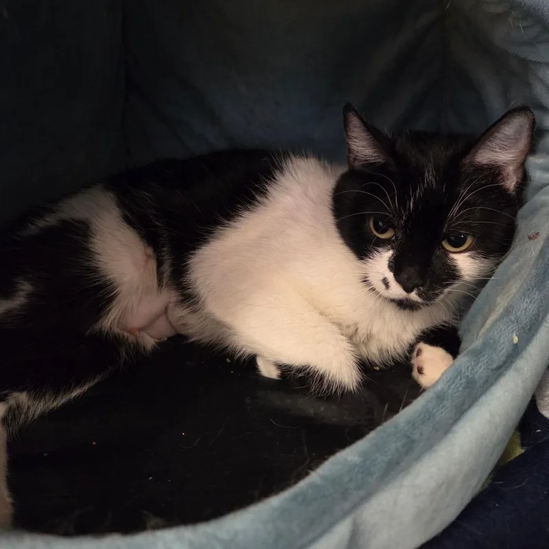 A young medium-sized female Black Domestic Short Hair cat named Sadie for adoption in Spokane, WA