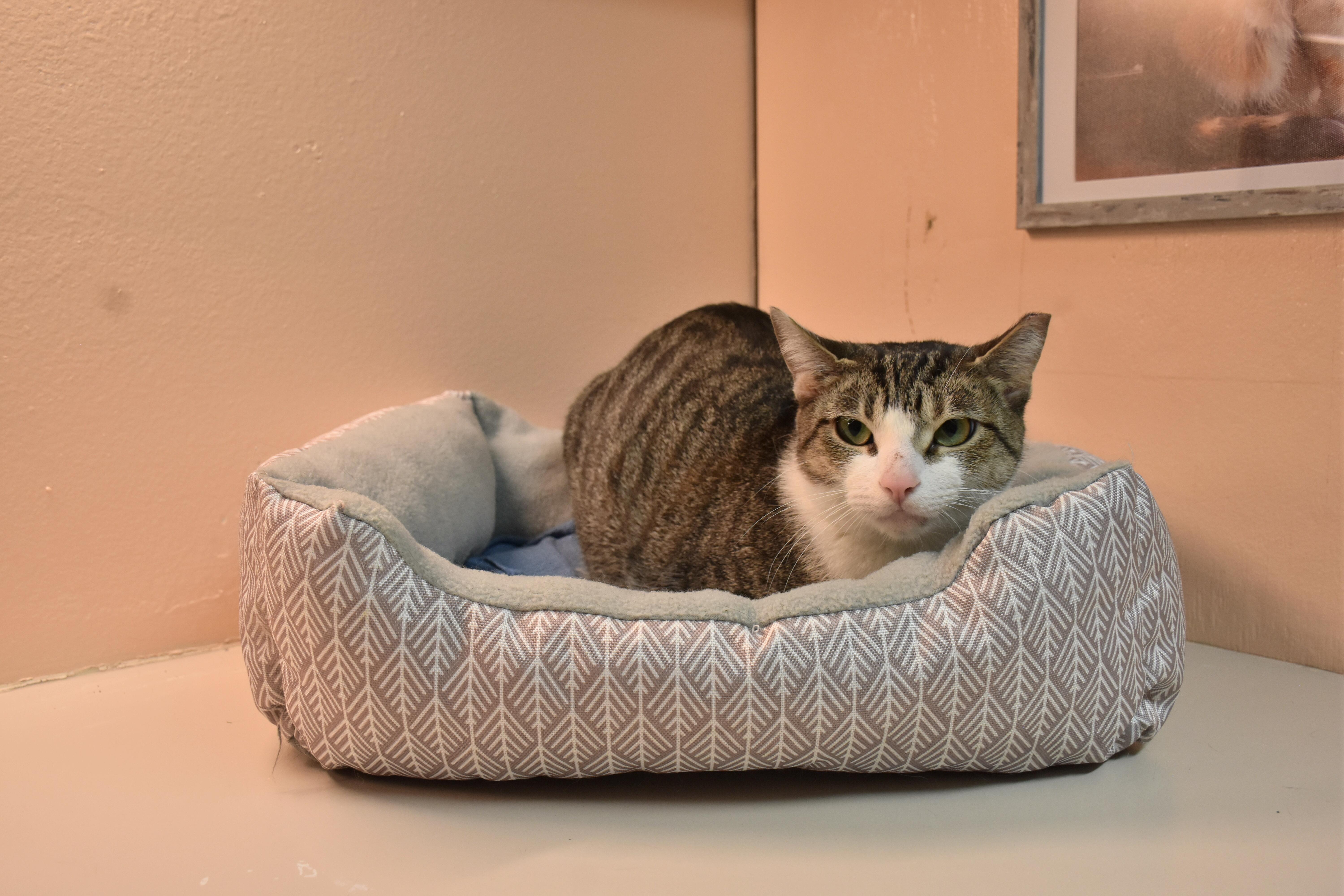 An adult medium-sized female Brown / Chocolate Domestic Short Hair cat named Aerol for adoption in North Judson, IN