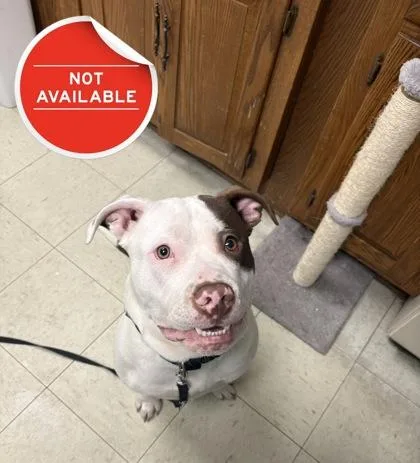 A young large-sized male Pit Bull Terrier dog named Ozzie for adoption in Lowell, MA