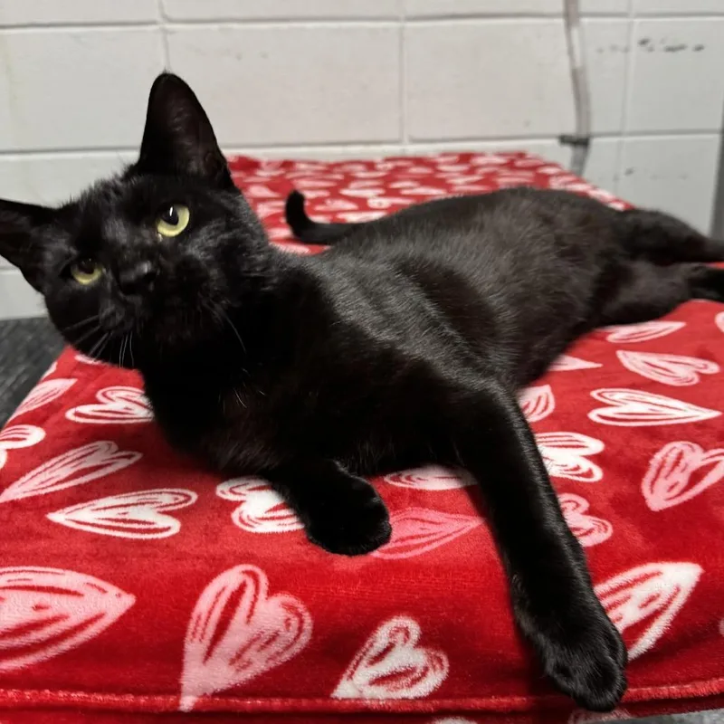 An adult medium-sized male Black Domestic Short Hair cat named Kinder for adoption in Beaumont, TX