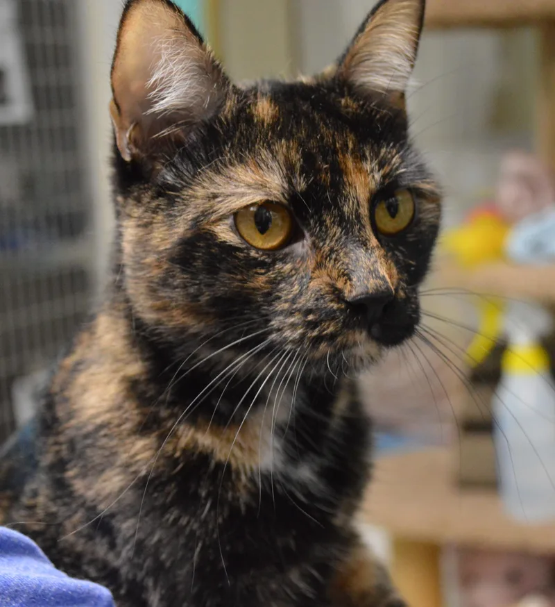 A young medium-sized female Tortoiseshell Domestic Short Hair cat named Heinz for adoption in House Springs, MO