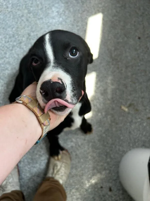 A young large-sized male Black Pit Bull Terrier dog named Dunk Tank for adoption in bellefontaine, OH