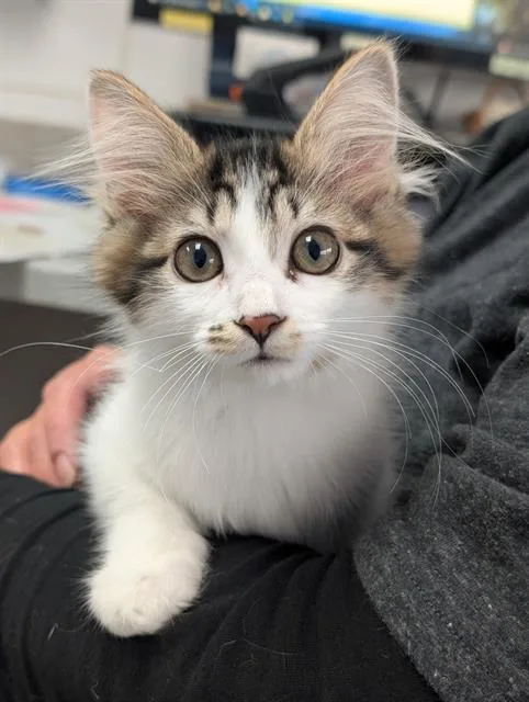 A baby small-sized female Domestic Medium Hair cat named Sylvie for adoption in Canfield, OH