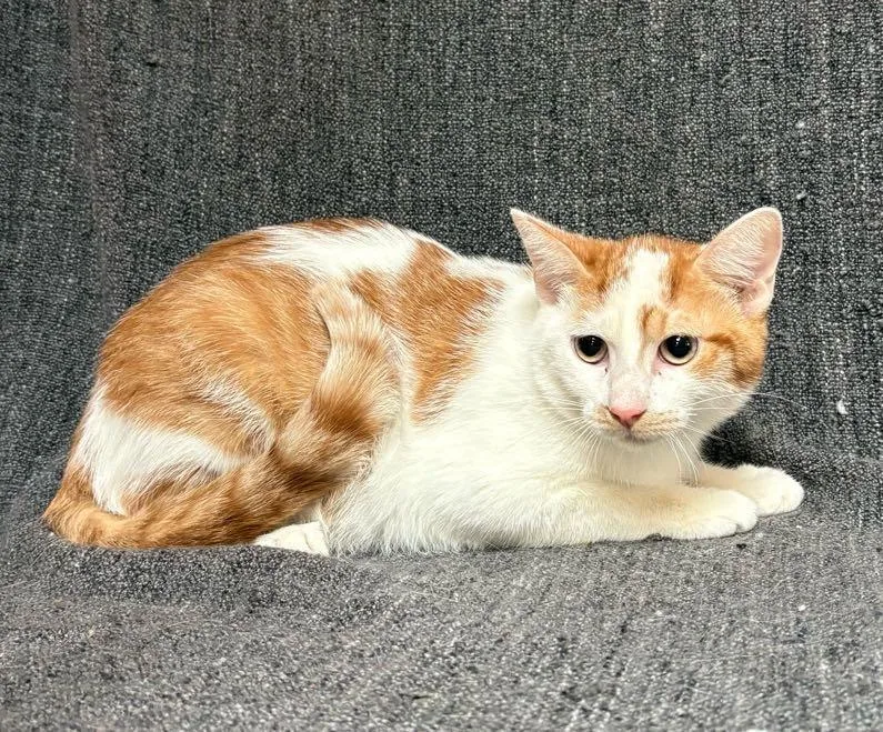 A young medium-sized male Tabby (Orange / Red) Domestic Short Hair cat named Gator for adoption in Waterloo, IA