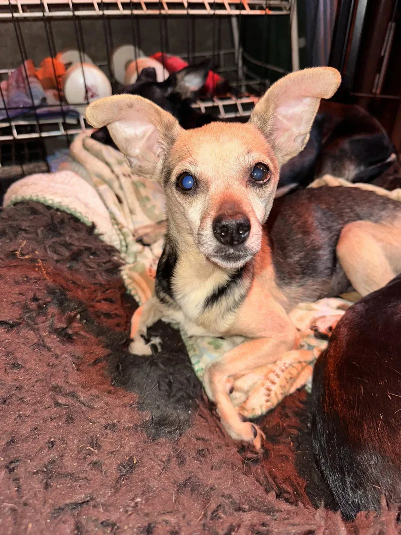 An adult small-sized female Chihuahua dog named Jessie for adoption in Ball Ground, GA