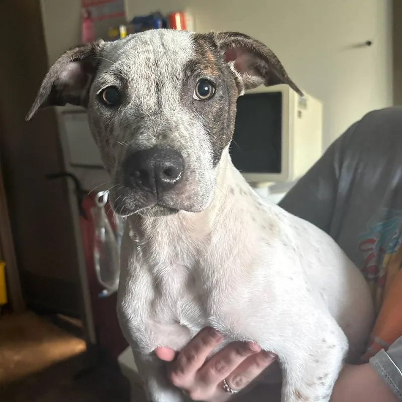 A baby small-sized female White / Cream Australian Cattle Dog / Blue Heeler dog named Porche for adoption in Cleveland, MS