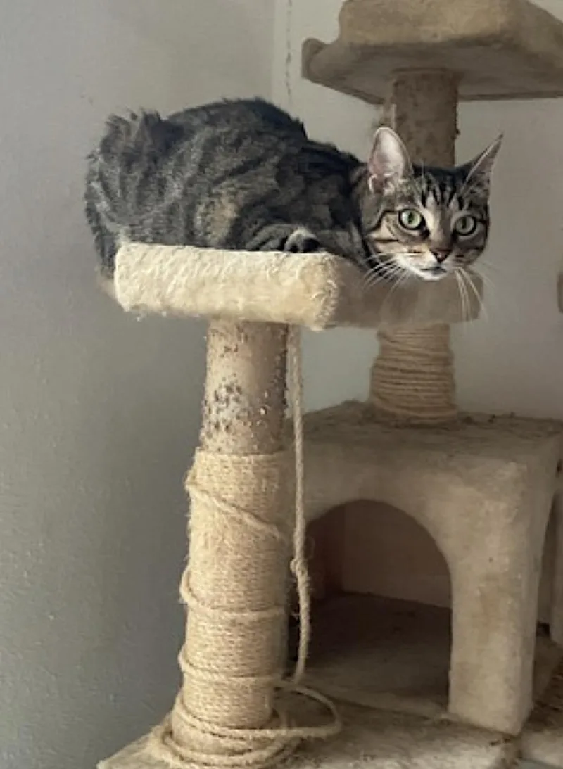 A senior medium-sized female Orange / Red Domestic Short Hair cat named Kendall and Jackson for adoption in Amherst, MA