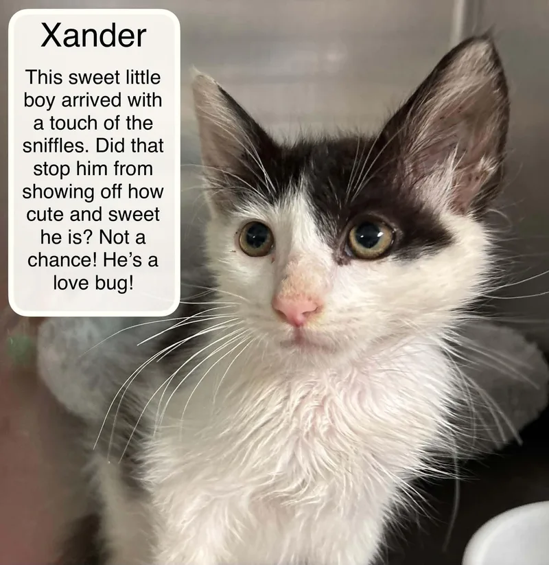 Xander