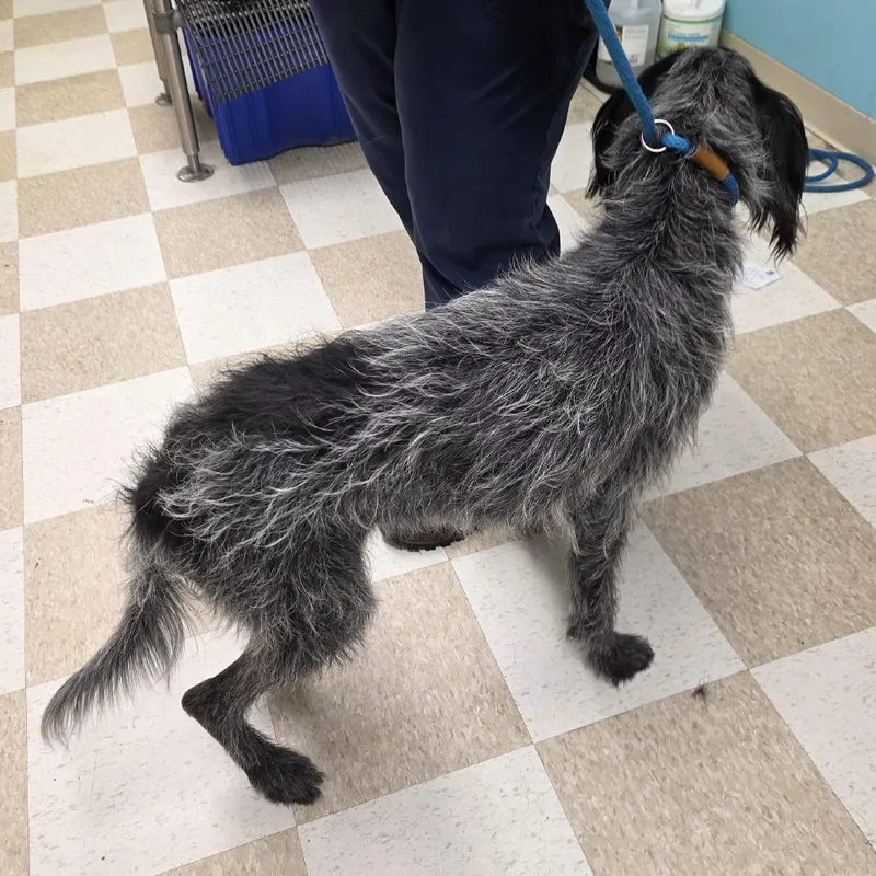 An adult medium-sized male Black German Wirehaired Pointer dog named Rasputin for adoption in Kingman, KS