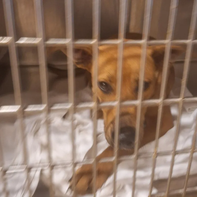 Cinnamon Dust thumbnail 2