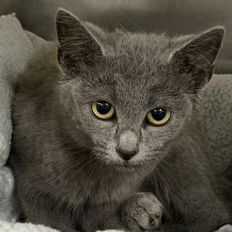 A baby small-sized female Gray / Blue / Silver Domestic Short Hair cat named Panini for adoption in Marion, VA