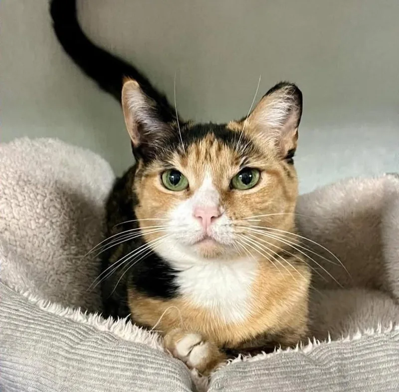 An adult medium-sized female Domestic Short Hair cat named Dinah for adoption in Danville, IN