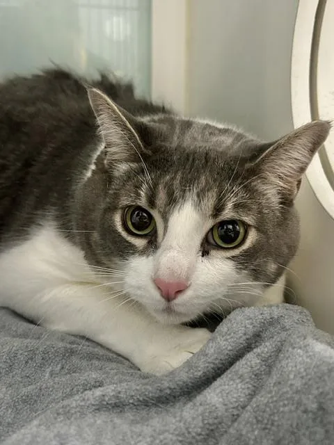 An adult large-sized male Domestic Short Hair cat named Maximillion for adoption in Muskegon, MI