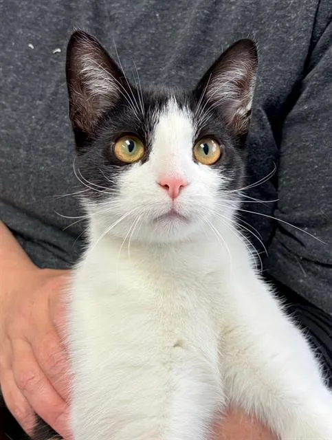 A young small-sized male Domestic Short Hair cat named Forrest for adoption in Canfield, OH