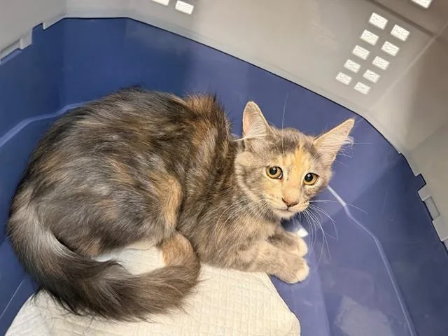 A baby small-sized female Domestic Medium Hair cat named Brooklynn for adoption in Antioch, CA