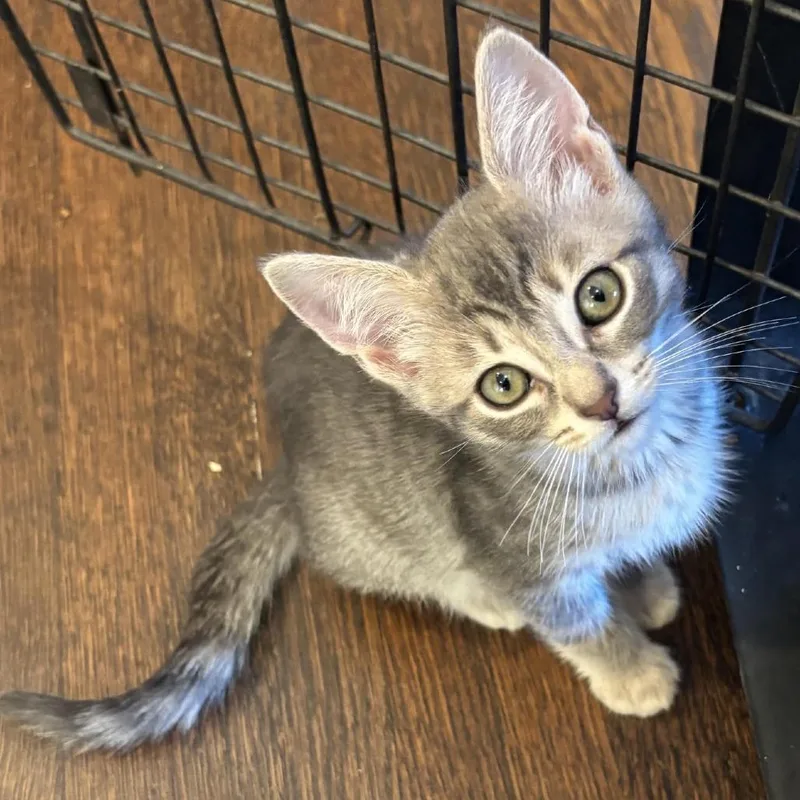 A baby small-sized female Gray / Blue / Silver Domestic Short Hair cat named Georgie for adoption in Los Angeles, CA