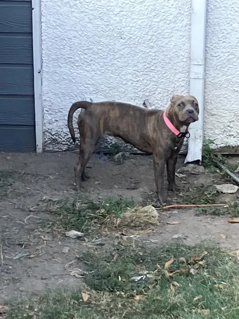 A young medium-sized female Mixed Breed dog named Daisy for adoption in Dallas, TX