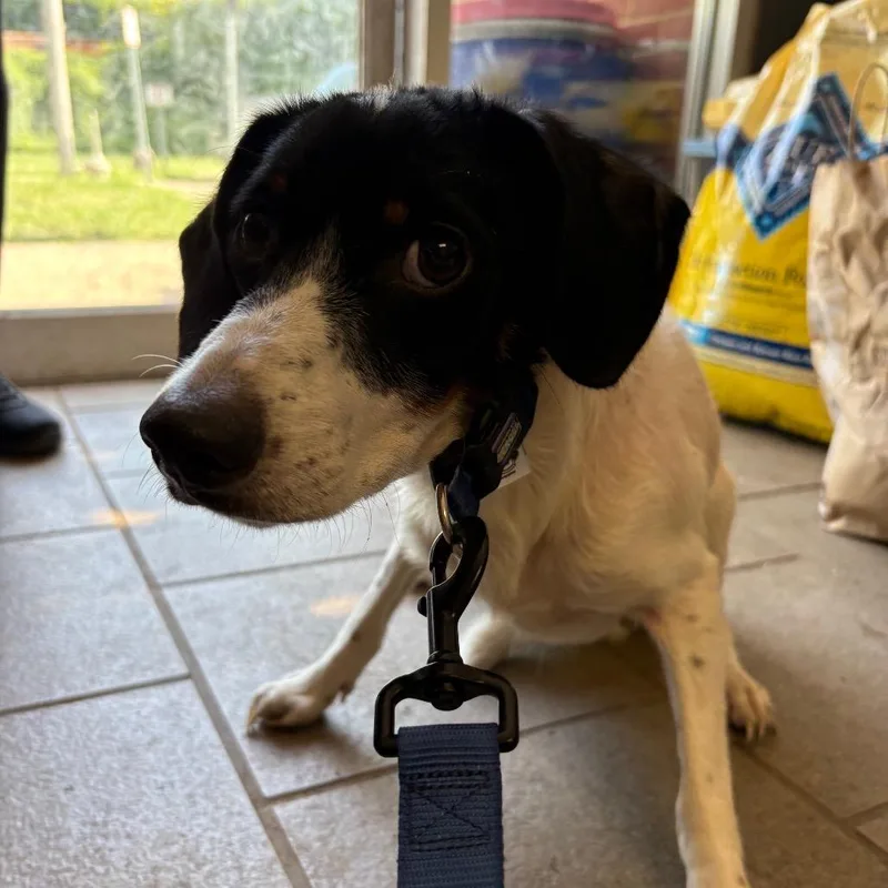An adult small-sized male White / Cream Mixed Breed dog named Dash Stray Hold for adoption in Huntington, WV