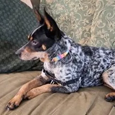 An adult small-sized female Merle (Blue) Australian Cattle Dog / Blue Heeler dog named Cricket for adoption in Ithaca, NY