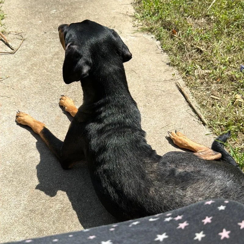 A young large-sized female Doberman Pinscher dog named Strawberry for adoption in Liverpool, TX
