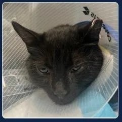 An adult small-sized female Black Domestic Short Hair cat named Millie for adoption in Brooklyn, NY