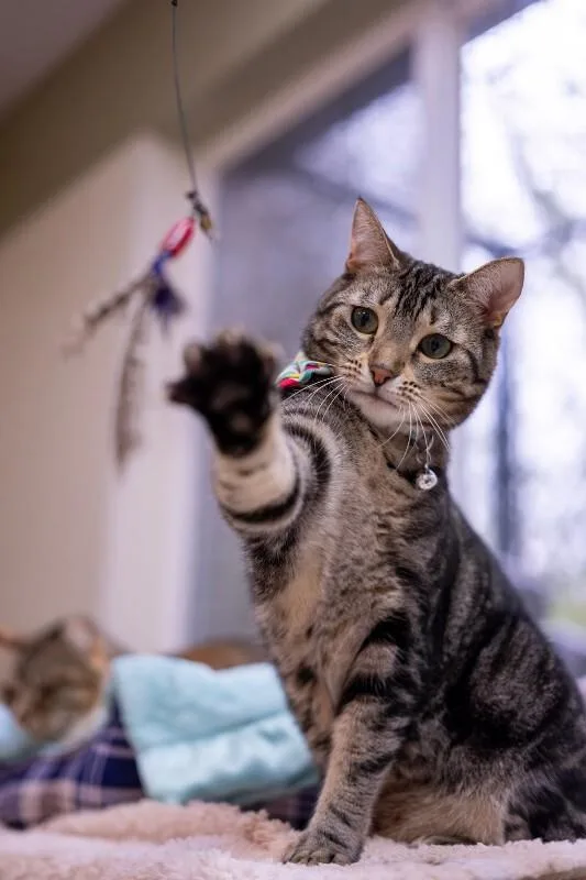 Jiji Ren thumbnail 2