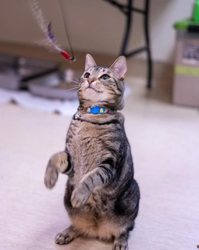 Jiji Ren thumbnail 3