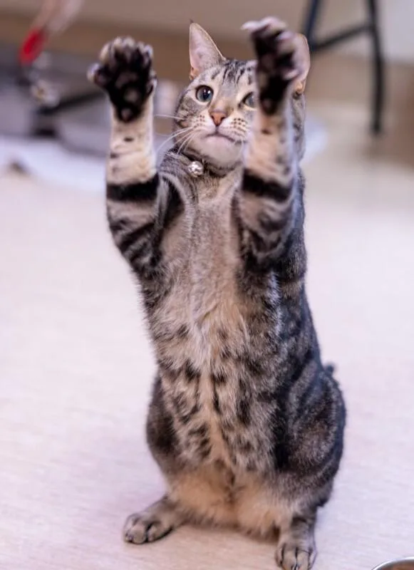 Jiji Ren thumbnail 4