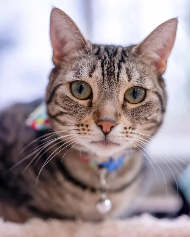 Jiji Ren thumbnail 6