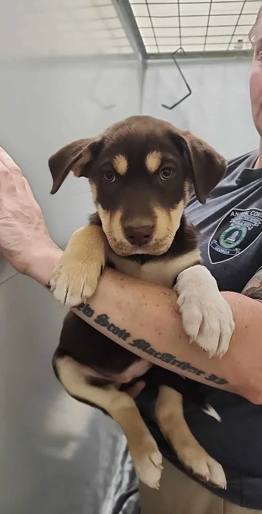 A young small-sized female Beagle dog named Nova for adoption in Winder, GA