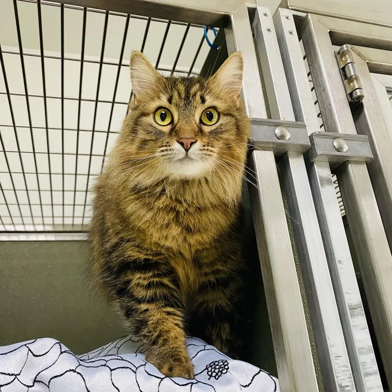 A senior large-sized female Brown / Chocolate Domestic Long Hair cat named Luna for adoption in Deerfield, IL