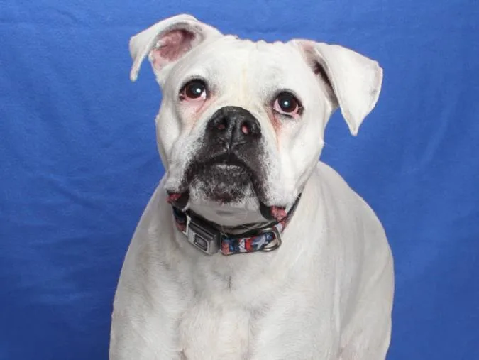 An adult large-sized female Boxer dog named Mississippi for adoption in Burbank, CA