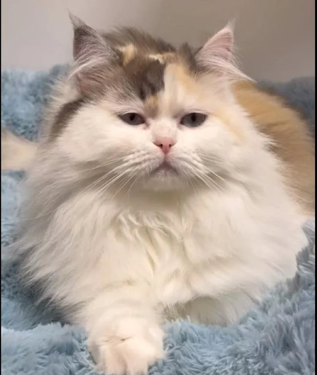 An adult medium-sized female Calico Persian cat named Misty for adoption in Madison, WI