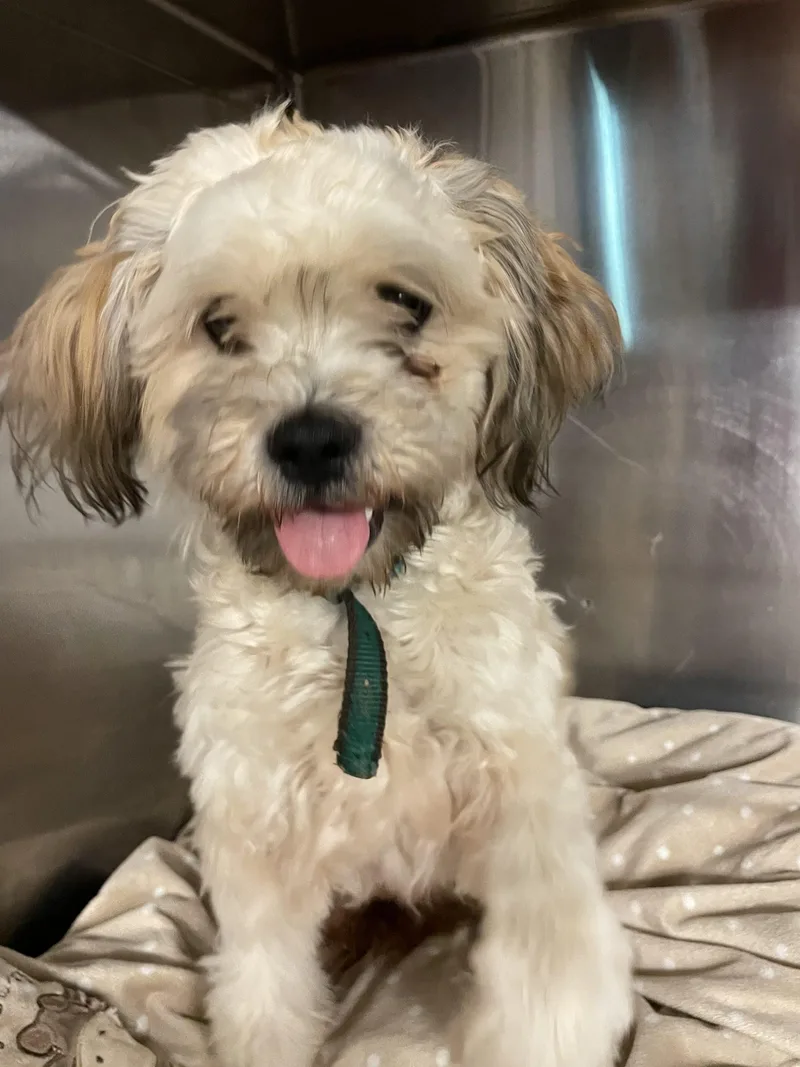 A baby small-sized male Miniature Poodle dog named Cole Beasley for adoption in Sanford, NC