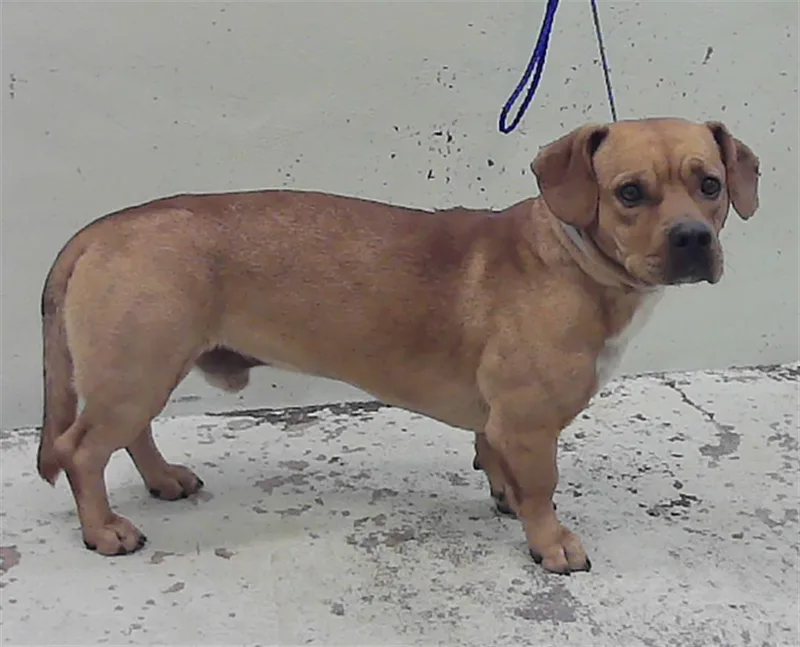 An adult medium-sized male Staffordshire Bull Terrier dog named Winnie for adoption in Houston, TX