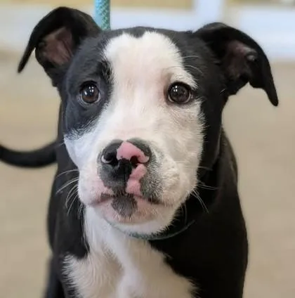 Dominick thumbnail 2