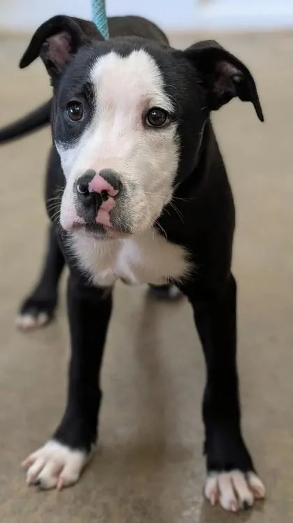 Dominick thumbnail 3