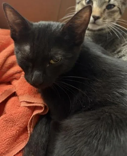 A baby small-sized female Domestic Short Hair cat named Shuri for adoption in West Chester, PA