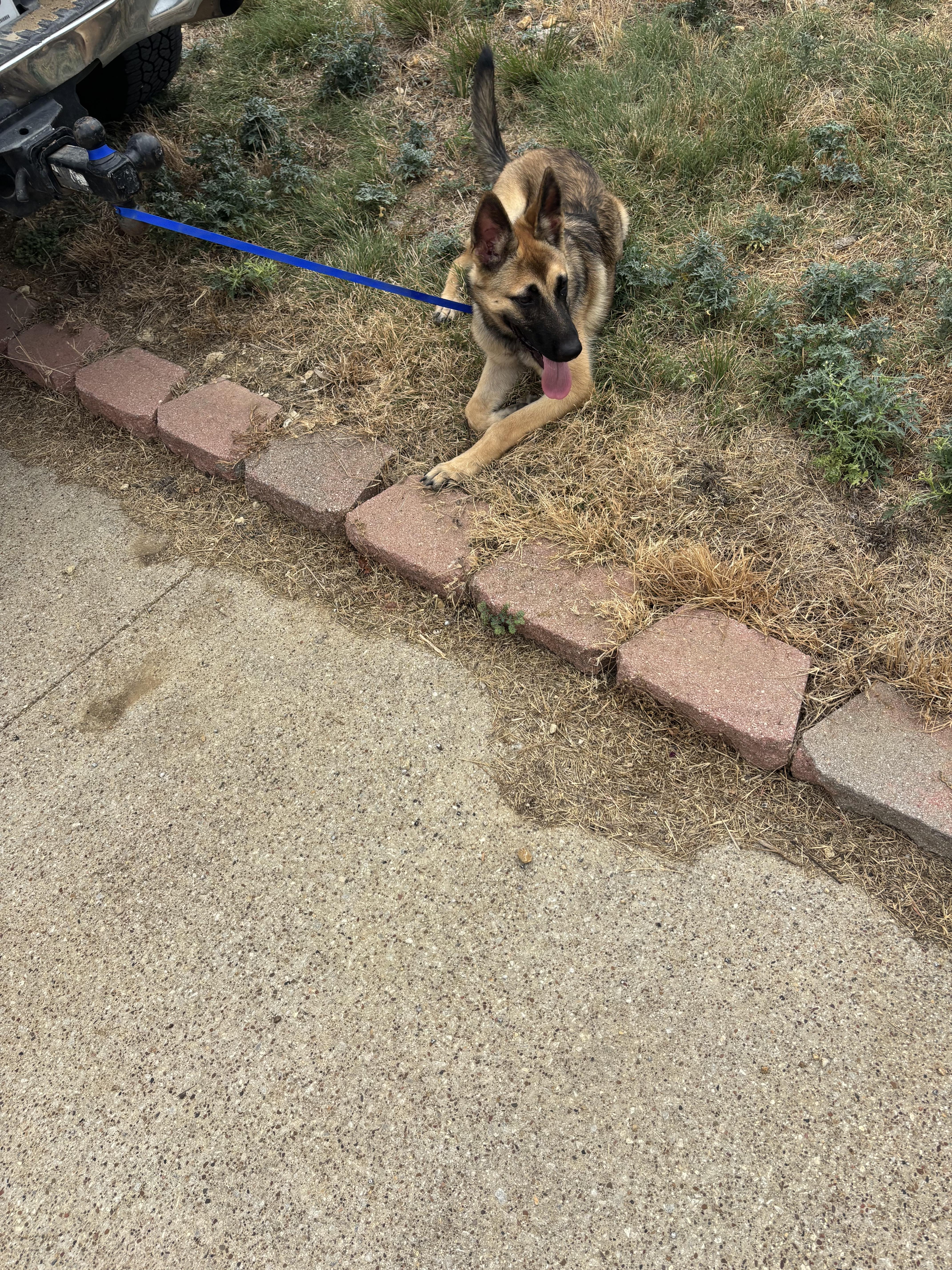 A baby medium-sized female German Shepherd Dog dog named Ms.Abby for adoption in Haslet, TX