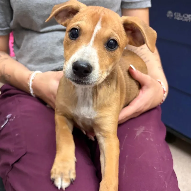 A baby small-sized female Brown / Chocolate Mixed Breed dog named Honey for adoption in Ardmore, OK