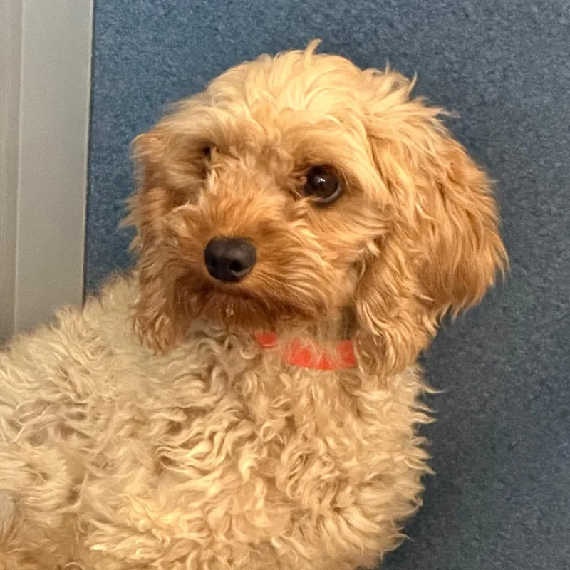 An adult small-sized female Apricot / Beige Cavalier King Charles Spaniel dog named Gigi Missouri JY for adoption in Peyton, CO