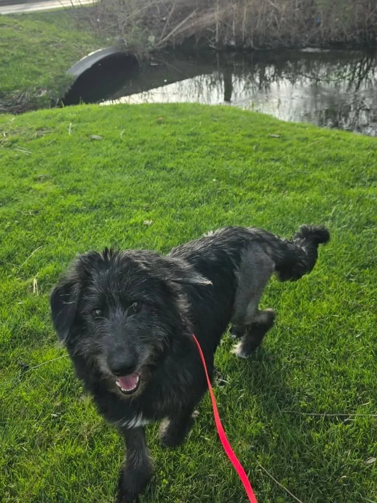 A young medium-sized female Poodle dog named Elsa for adoption in Liverpool, NY