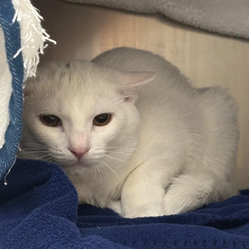 A young medium-sized male Domestic Short Hair cat named Gabriel for adoption in Springfield, MA
