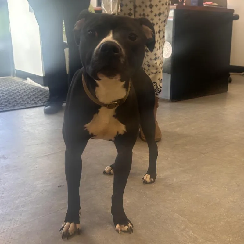 A young medium-sized female Black Mixed Breed dog named Sweety for adoption in Philadelphia, PA
