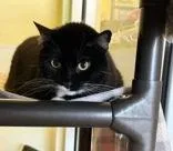 An adult large-sized female Black & White / Tuxedo Tuxedo cat named Princess for adoption in Denton, TX