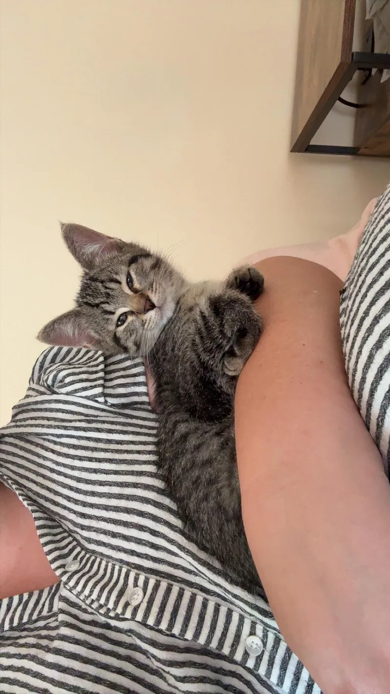 A baby medium-sized female Tabby (Brown / Chocolate) Tabby cat named Tempo for adoption in Grand Rapids, MI