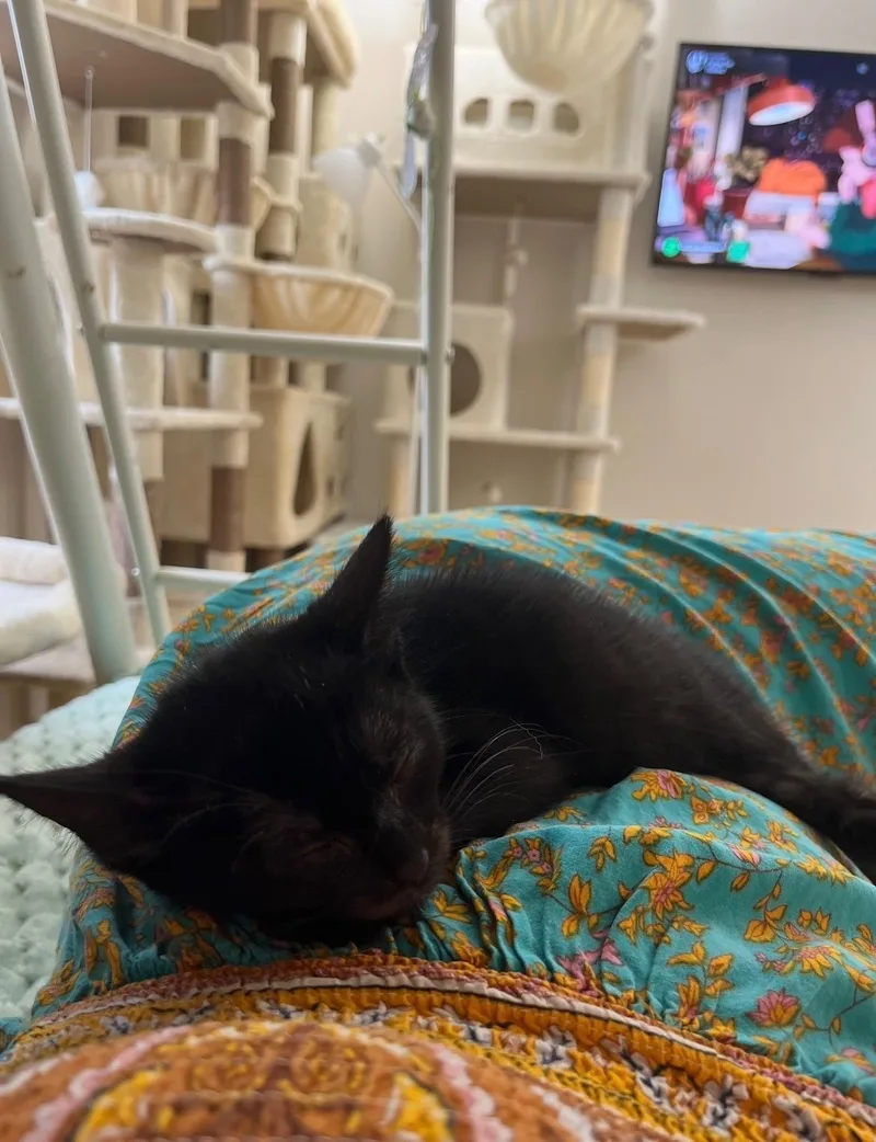 A baby medium-sized female Black Domestic Short Hair cat named Bambina for adoption in Jacksonville, FL
