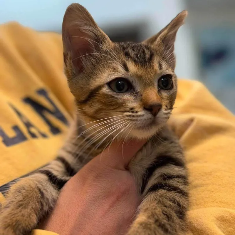 A baby small-sized male Brown / Chocolate Domestic Short Hair cat named Paul Baker Parker for adoption in Long Island City, NY